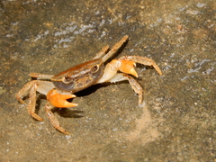 Potamidae