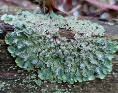 Punctelia jeckeri