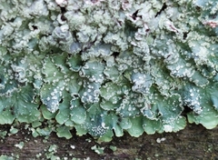 Punctelia jeckeri