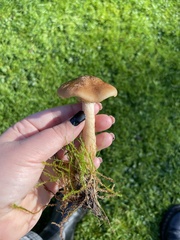 Armillaria gallica