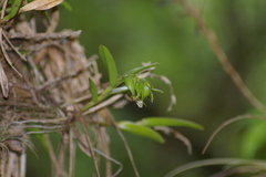 Epidendrum rigidum