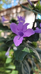Ruellia