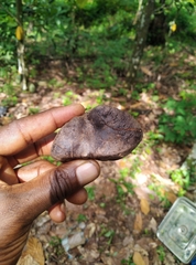 Hymenaea