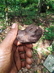 Hymenaea