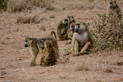 Papio cynocephalus