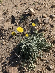 Baileya pleniradiata