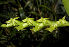 Epidendrum rigidum