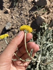 Baileya pleniradiata