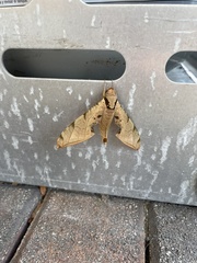 Protambulyx strigilis