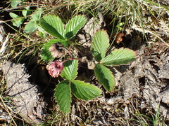Fragaria viridis