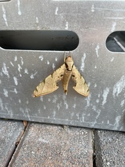 Protambulyx strigilis