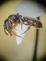 Stigmatomma pallipes