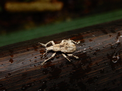 Dermatoxenus caesicollis