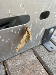 Protambulyx strigilis