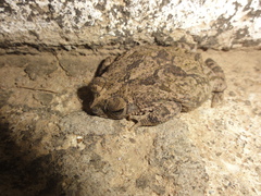 Rhinella granulosa