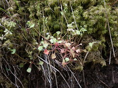 Claytonia rubra rubra