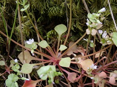 Claytonia rubra rubra