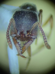 Stigmatomma pallipes