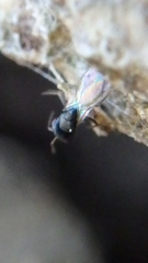 Scelioninae