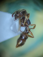 Stigmatomma pallipes