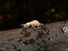 Dermatoxenus caesicollis