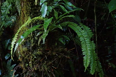 Nephrolepis rivularis