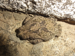 Rhinella granulosa
