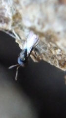Scelioninae