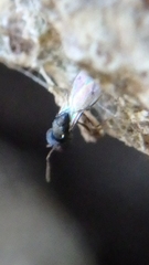 Scelioninae