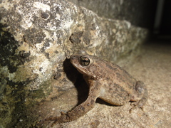 Rhinella granulosa