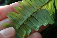 Nephrolepis rivularis