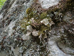 Lobariaceae