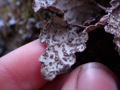 Lobariaceae