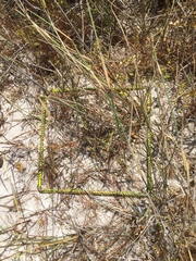 Pharnaceum cordifolium