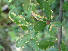 Eriophyes similis