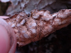 Lobariaceae