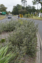 Adenanthos sericeus