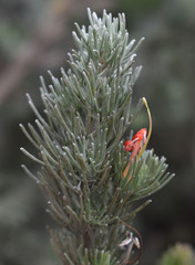 Adenanthos sericeus