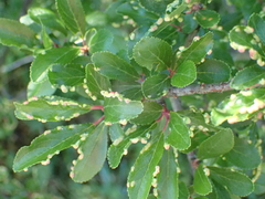 Eriophyes similis