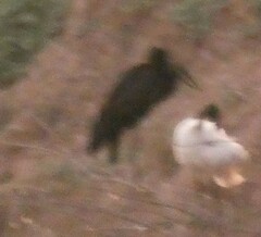 Anastomus lamelligerus