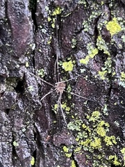 Phalangiinae