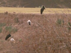 Anastomus lamelligerus