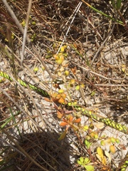 Pharnaceum cordifolium