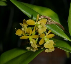 Epidendrum amphistomum