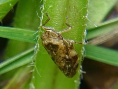 Philaenus