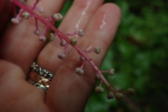 Phytolacca rivinoides