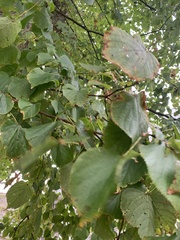 Tilia × europaea