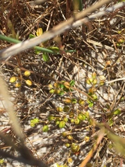 Pharnaceum cordifolium