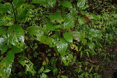 Phytolacca rivinoides