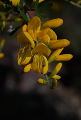 Genista canariensis